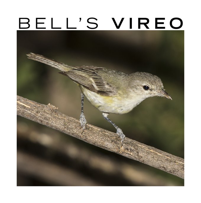 Grey with tinges of yellow at the neck bellsvireo standing on a branch