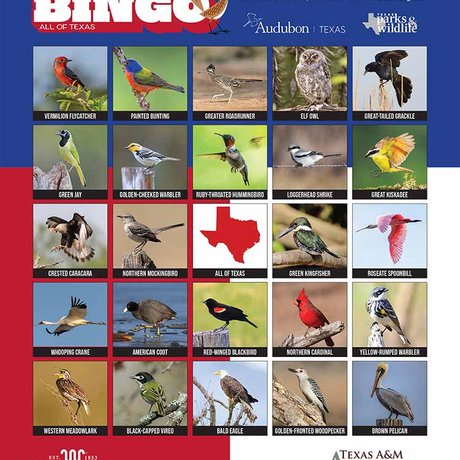 Texas Bird Bingo
