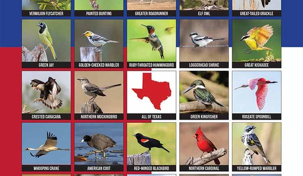 Texas Bird Bingo