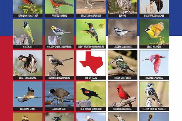 Texas Bird Bingo