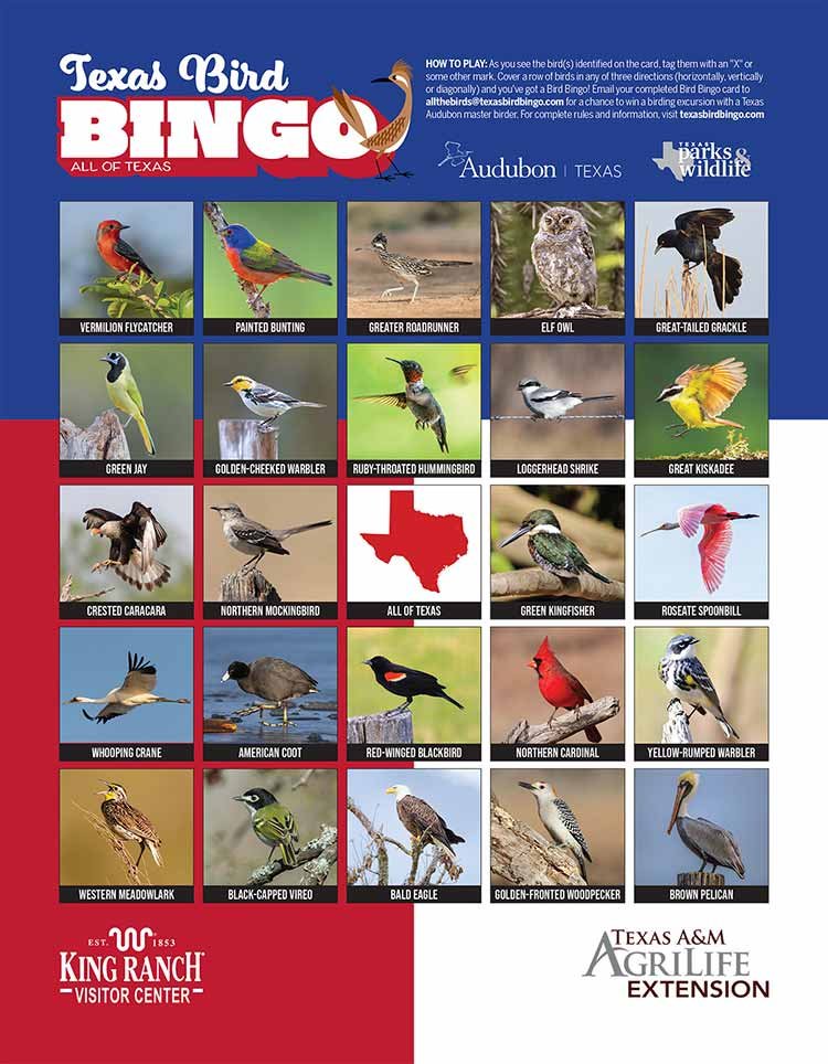 Texas Bird Bingo