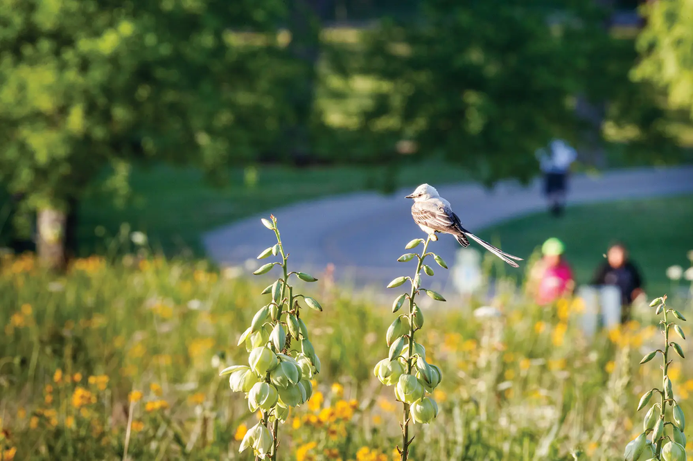 bird siting on stalk of plant