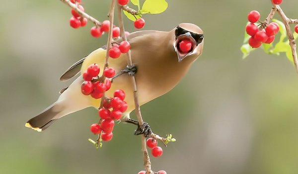 a brown and tan bird on a branch with a red berry in its beak