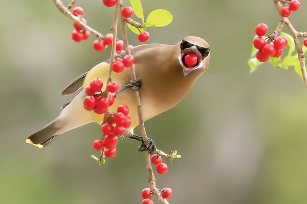 a brown and tan bird on a branch with a red berry in its beak