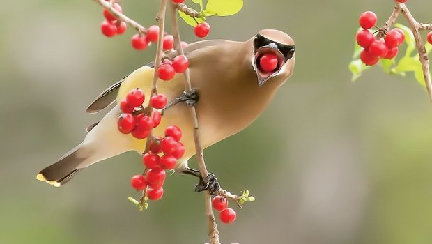 a brown and tan bird on a branch with a red berry in its beak