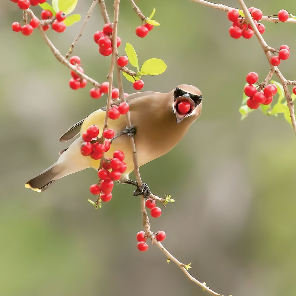 a brown and tan bird on a branch with a red berry in its beak