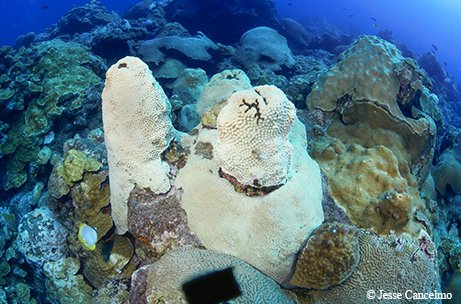 Bleached coral off the Texas coast