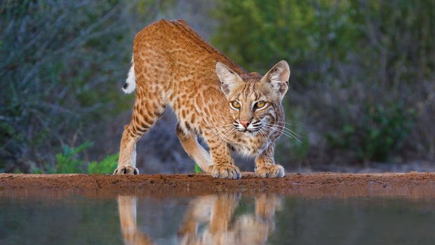 Bobcat crouching at the edge of the water with wood in the distance