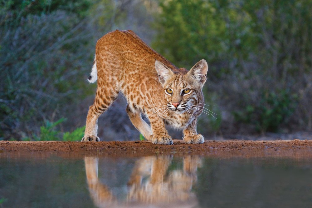 Bobcat crouching at the edge of the water with wood in the distance