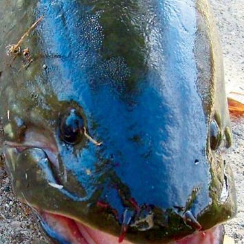 A bowfin fish