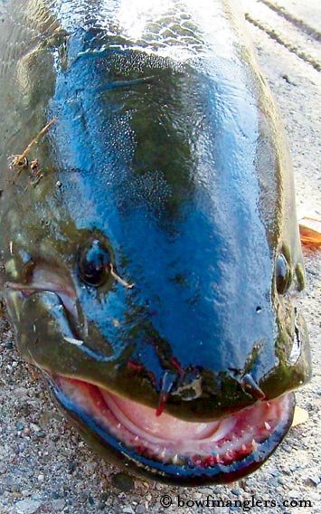 A bowfin fish