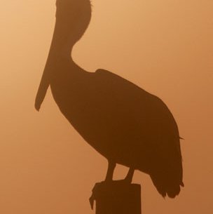 brown pelican Sillhouette  on a post with redish orange foggy background