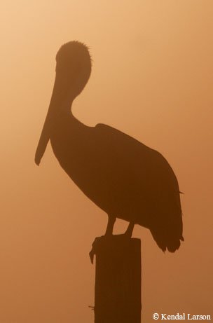 brown pelican Sillhouette  on a post with redish orange foggy background