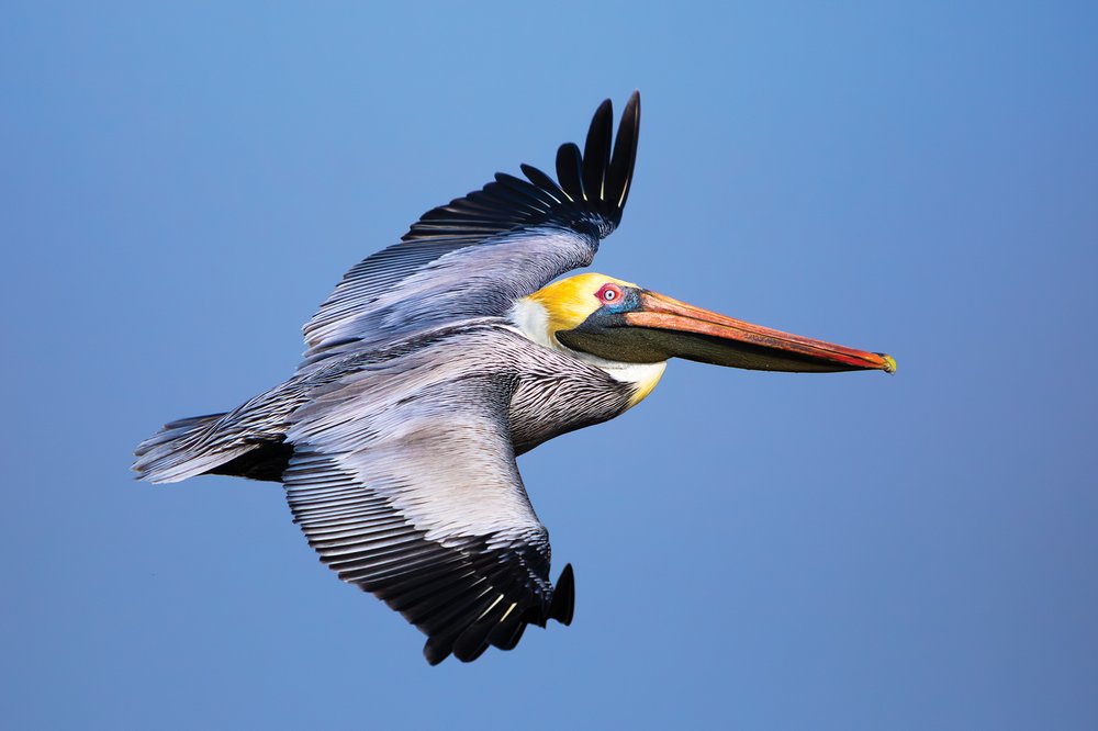 brown pelican flying through a blue sky