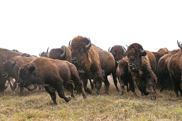 buffalo run at caprock canyons