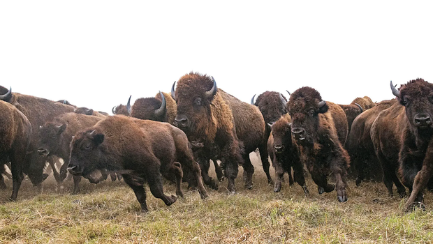buffalo run at caprock canyons