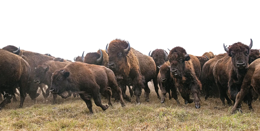 buffalo run at caprock canyons