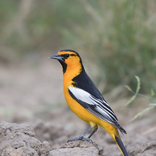 bullock oriole standing on the ground with a grassy background