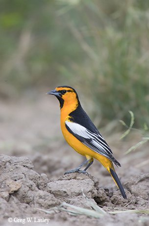 bullock oriole standing on the ground with a grassy background