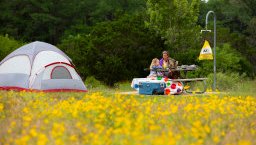 field of small yellow flowers with a tent pitched next to a picnic table  with a couple in the background near the tree line