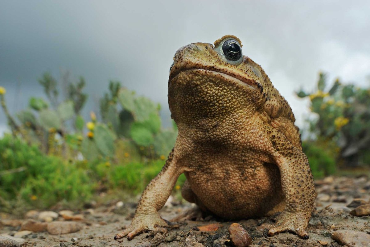 Brown Texas cane toad sitting on the ground with greenery in the background.
