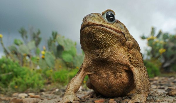 Brown Texas cane toad sitting on the ground with greenery in the background.