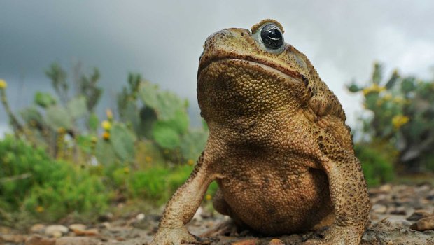 Brown Texas cane toad sitting on the ground with greenery in the background.