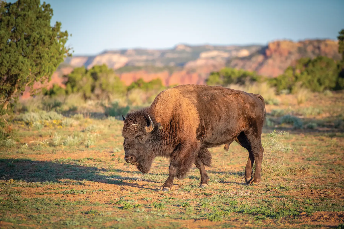 caprock canyon bison standing on a high plateau with view of the canyon lands behind and a tree in the foreground