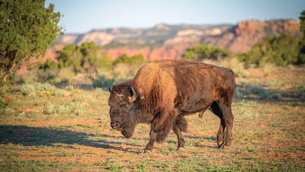 caprock canyon bison standing on a high plateau with view of the canyon lands behind and a tree in the foreground
