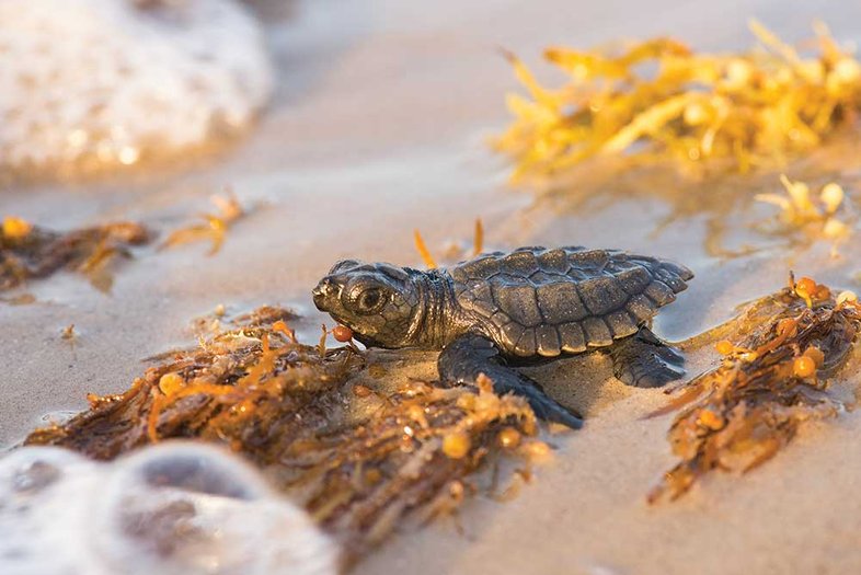 A baby Kemp's ridley sea turtle heads for the ocean on Padre Island