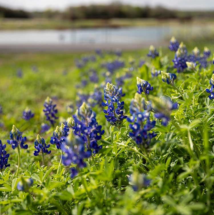 cedar-hill-bluebonnets