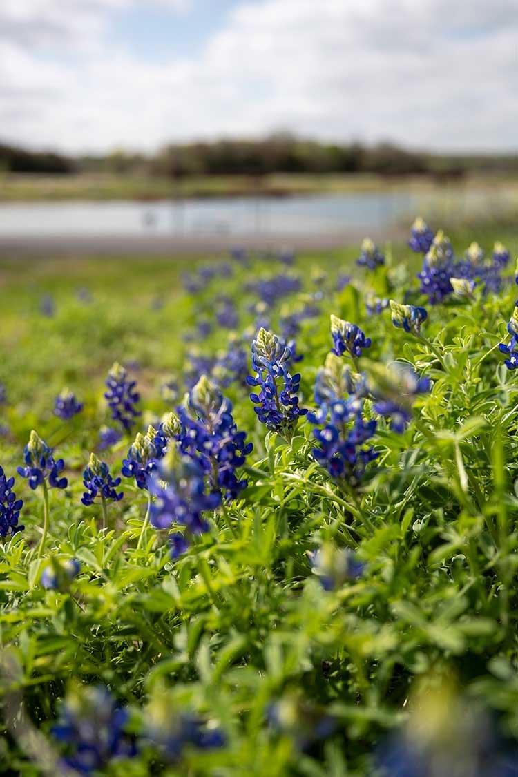 cedar-hill-bluebonnets