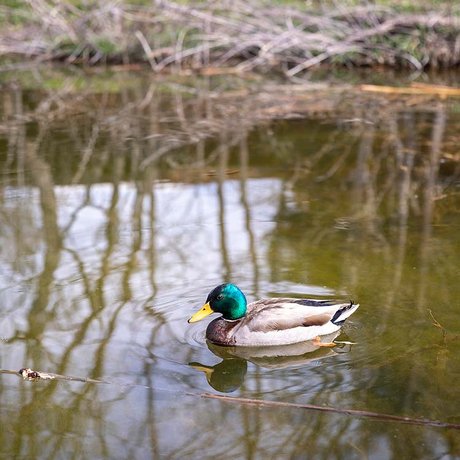 A water bird swims in a pond