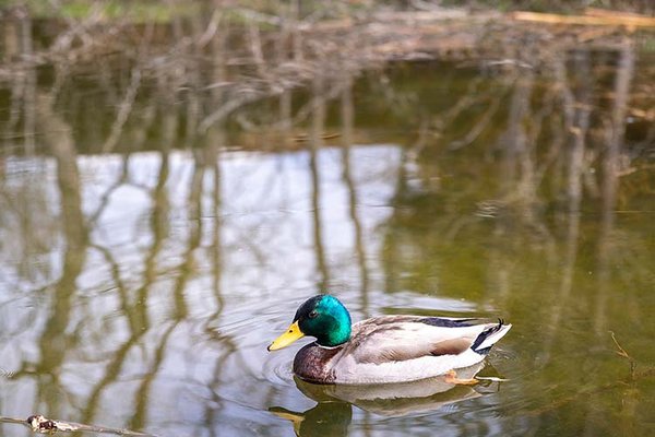 A water bird swims in a pond