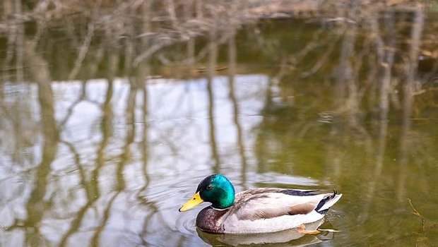 A water bird swims in a pond