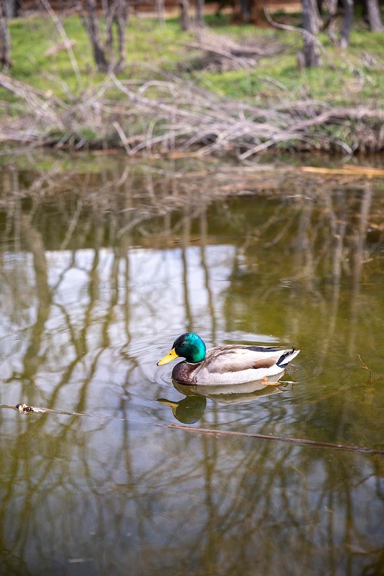A water bird swims in a pond