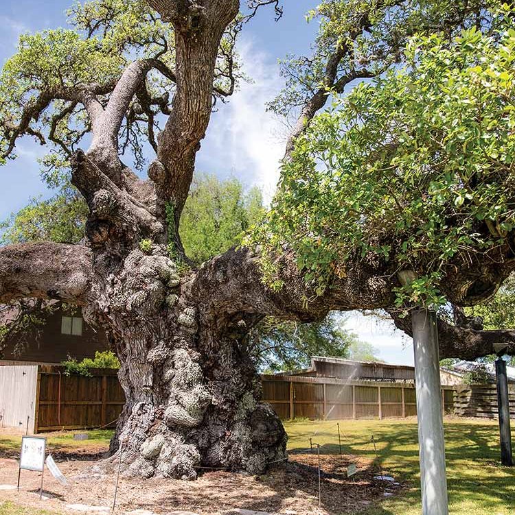 champion-live-oak