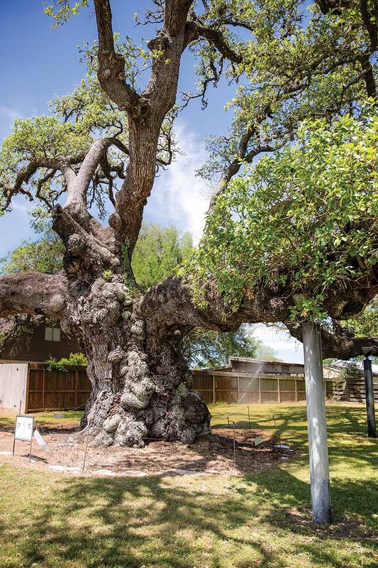 champion-live-oak