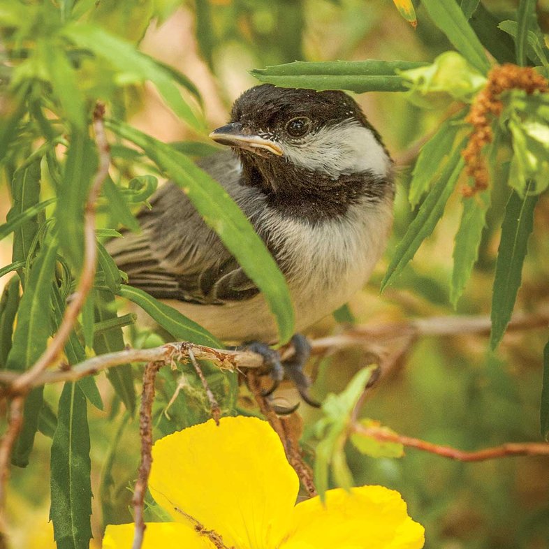 chickadee sitting on a branch with green leaves and a yellow flower