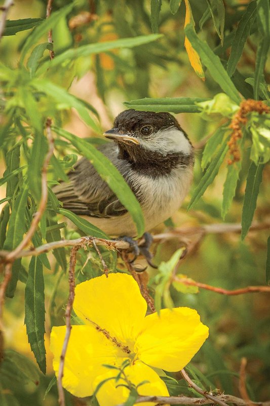 chickadee sitting on a branch with green leaves and a yellow flower