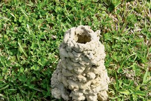 chimney built by crayfish in Houston, Texas