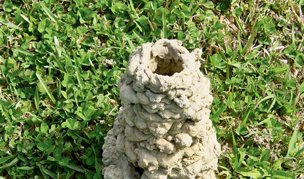 chimney built by crayfish in Houston, Texas