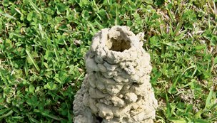 chimney built by crayfish in Houston, Texas