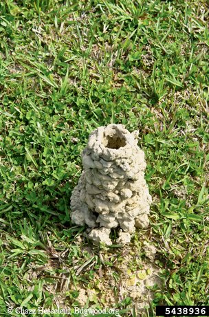 chimney built by crayfish in Houston, Texas