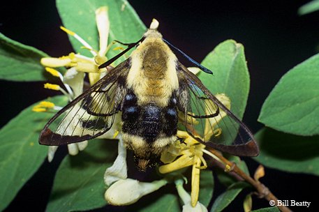 clearwing moth rests on a branch with green leaves