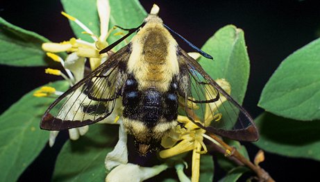 clearwing moth rests on a branch with green leaves