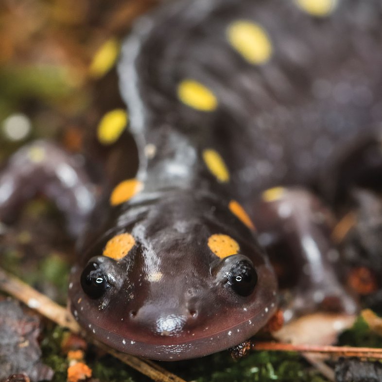 close up on a Spotted Salamander's face while laying on the ground.