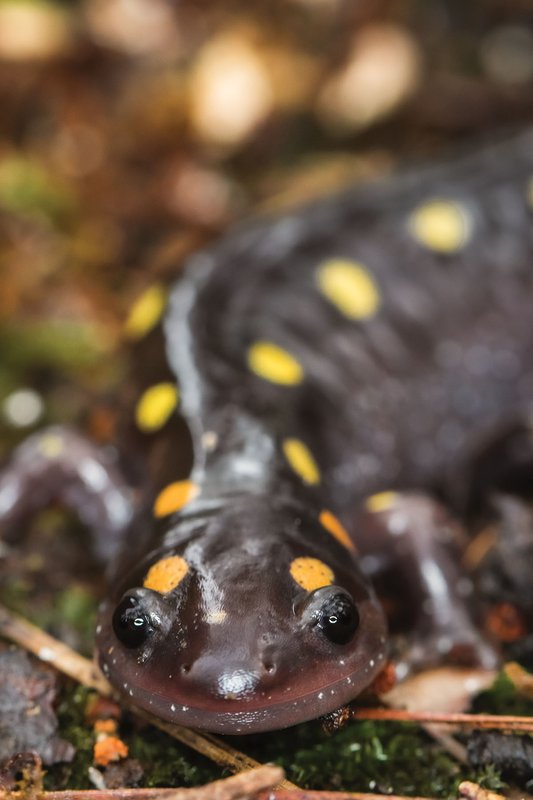 close up on a Spotted Salamander's face while laying on the ground.