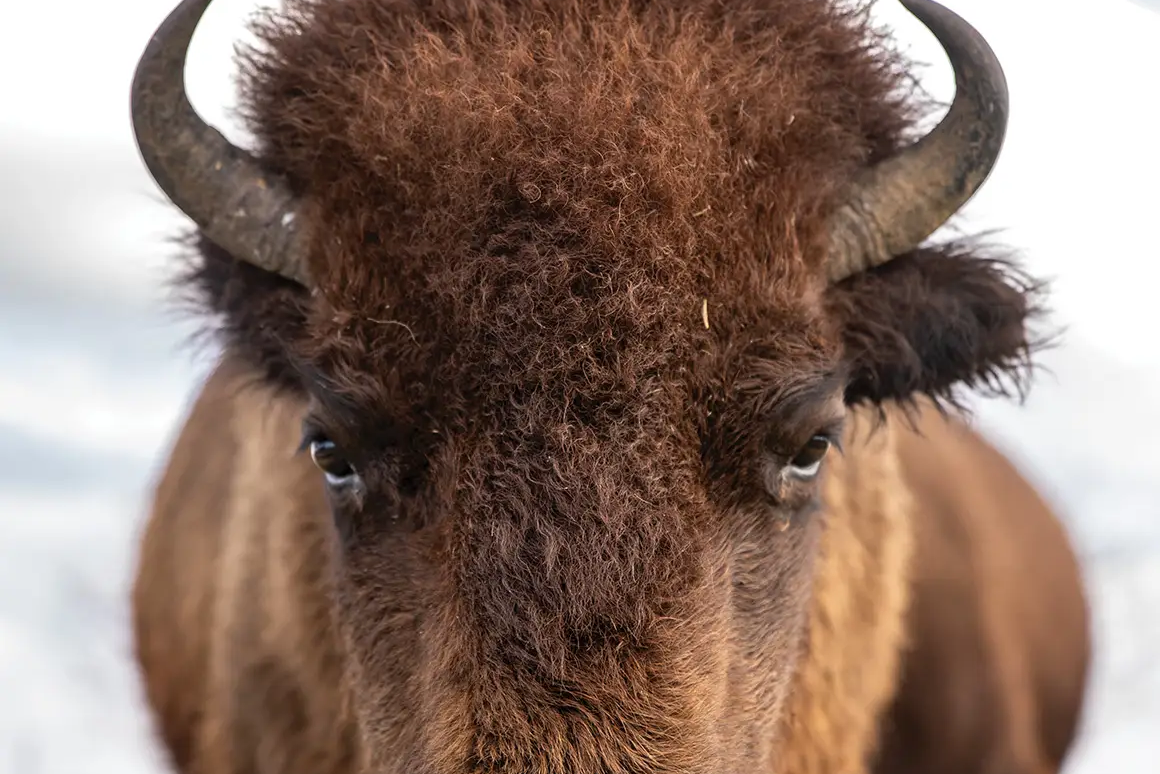 close up on a buffalo standing in a field