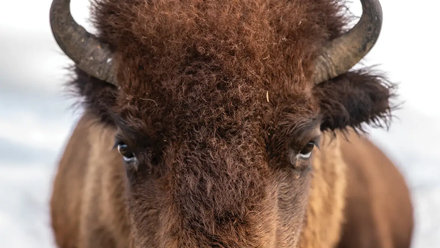 close up on a buffalo standing in a field